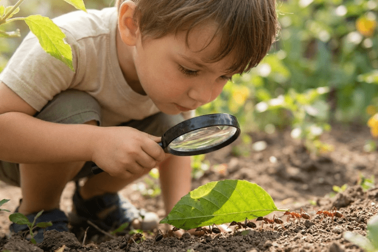 Criança pequena agachada no jardim segurando uma lupa e observando formigas trabalhando em equipe.
