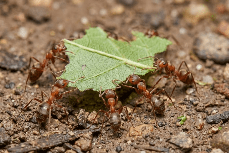 Foto macro realista de um grupo de formigas cooperando para carregar um pedaço de folha verde.