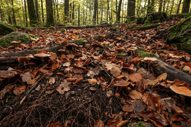 Chão da floresta no outono com folhas secas e cogumelos, mostrando o ciclo da vida e a conexão na natureza.