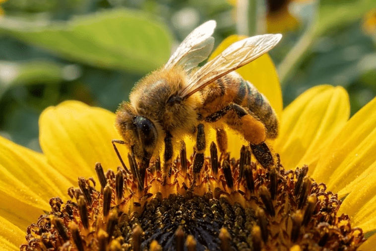 Abelha com pólen nas patas coletando néctar em um girassol amarelo, exemplo de cooperação na natureza.